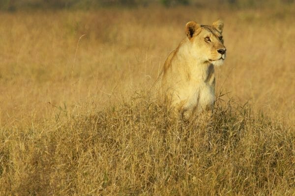 Serengeti Safari Reisetipps für Traveller